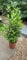 Alloro di Grottammare Laurus nobilis pianta aromatica sempreverde da siepe in vaso ø14 cm h. 20/40 cm - Vivaio di Castelletto