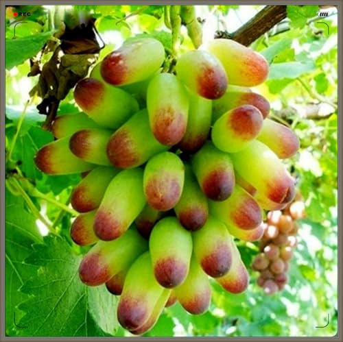 Winterhart Mehrjährig,Tafel-Trauben Weinreben Vitis Vinifera,Weintrauben Kernlos,Weintraube-1zwiebeln-h