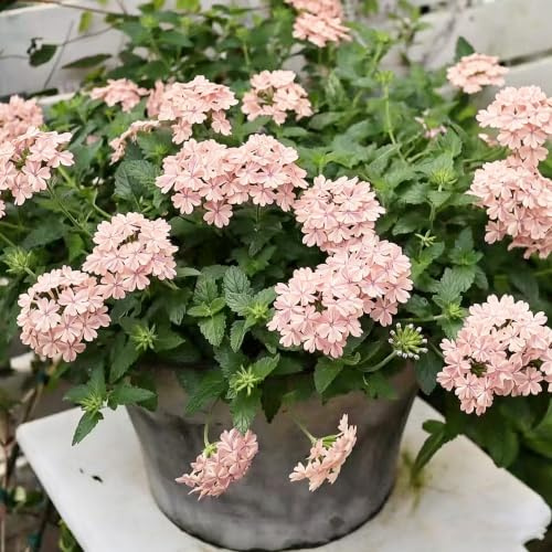 verbena ibrida tappezzante per aiuole resistente crescita esotico 500semi