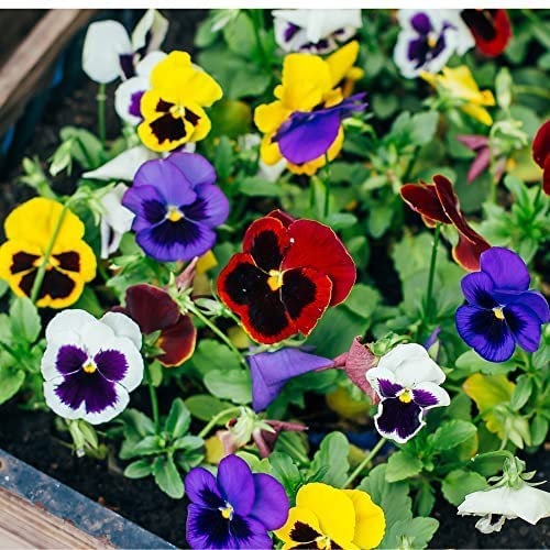 Winter Bedding Plants, Pansy 'Delta Mix' and Pansy 'Water Colours Mix', 40 x Full Plant Pack, Winter Pansies, Pansy Plants, Garden Ready and Ready to Plant, Premium Quality Flowers