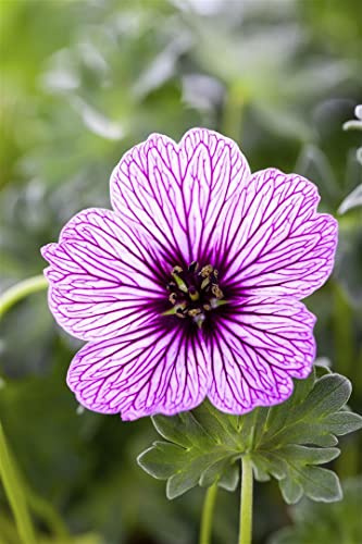Storchschnabel 'Ballerina' 15 cm Topf Geranium cinereum Bodendecker | Kompakt, 10-15 cm hoch, rosa Blüten Juni-August, sonnig-halbschattig, Steingarten, winterhart bis -20 °C