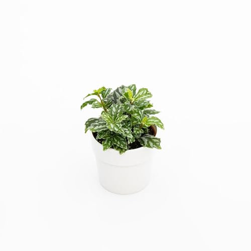 Pianta vera di Pilea cadierei - Diametro Vaso Ø 8,5 cm