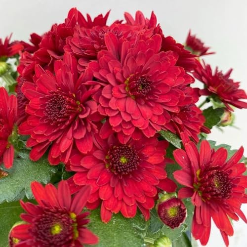 Chrysanthemen, Chrysanthemum multiflora, 8er-Set, rot, Topf 10,5 cm Ø