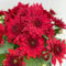 Chrysanthemen, Chrysanthemum multiflora, 8er-Set, rot, Topf 10,5 cm Ø
