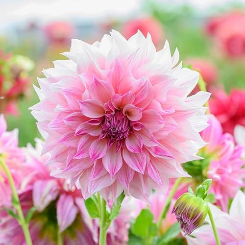 Dahlie Café au Lait Royal | 1 Stück | Knolle | Crème | Rosa | 100% Blütegarantie | QFB Gardening