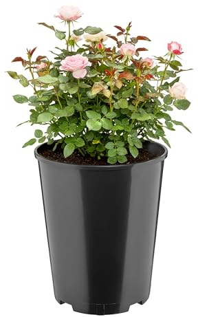 Garronda Blumentopf rund Kunststoff Ø22 x 25,5 cm (7L) mit Drainagelöchern Pflanztopf Robustes PP Pflanzgefäß für Garten Gewächshaus Balkon Anzucht Innen Außenbereich Schwarz GD-0204