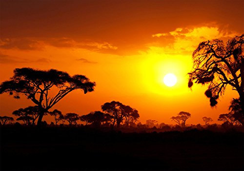 wandmotiv24 Fototapete Steppe Sonnenuntergang, M 250 x 175 cm - 5 Teile, Wanddeko, Wandbild, Wandtapete, Afrika, Sonne, Abend M0367