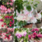 400 pz Semi di ibrida fucsia, fiori da giardino resistenti, piante rampicanti resistenti Piante fucsia, semi fucsia, semi di bonsai di fiori Piante resistenti all'esterno piante in