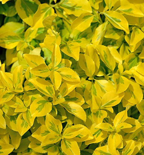Goldbunte Kriechspindel Emerald Gold 20-30cm - Euonymus fortunei