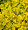 Goldbunte Kriechspindel Emerald Gold 20-30cm - Euonymus fortunei