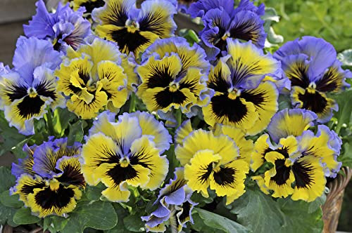 Buy4seeds 25 Seeds Pansy Winter Flowering Frizzle Sizzle f1 Yellow Blue Swirl Easy to Grow