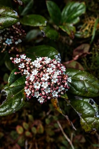 Viburnum Tinus 30-40 cm P9- Immergrüner Lorbeer-Schneeball, Winterhart, Zierstrauch für Garten & Kübel, Pflegeleicht