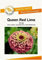 Blumensamen Queen Red Lime Zinnie Portion