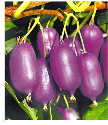 BALDUR Garten Kiwi Ken's Red® (inkl. Befruchter) 2 Pflanzen Actinidia arguta Kiwipflanze winterhart, mehrjährig, Actinidia arguta, reiche Ernte an essbaren Früchten, Obst-Rarität