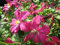 Clematis viticella Madame Julia Correvon (60-100 cm) - Waldrebe/Klematis