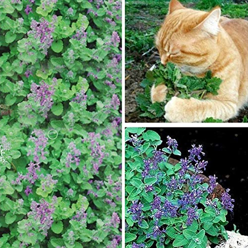 quanjucheer 50 Pcs Cataire Graines Nepeta Cataria Graines Cataire Catmint Jardin Herbe Plante Bonsaï Chats Collations Graine de cataire