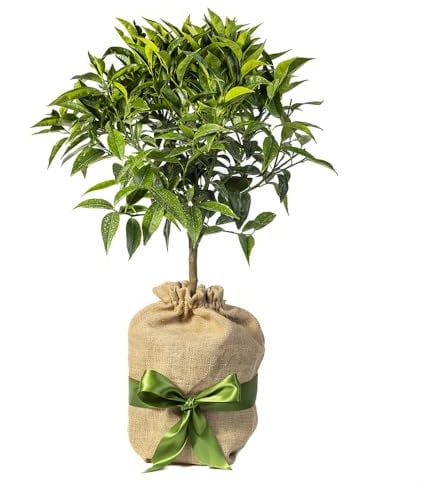 YouGarden Citrus Blood Orange Fruit Tree, Established Plant in a 4 Litre Pot, Roughly 80cm Tall, Ready to Plant, Gift Wrapped in Brown Hessian Bag with Green Fabric Bow
