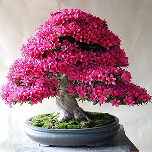 Seeds 50 pc/rare package bonsai 13 varieties of azalea do it yourself house : Seeds Only