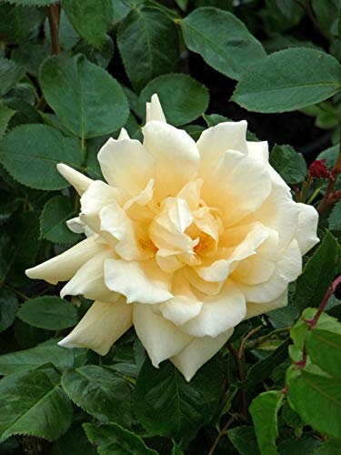 Rose Francesca-Superb Plant & Rose Gift for All Occasions