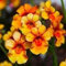 Potseed . Blumensamen: Nemesia Container Mix Blumensamen Winter-Hecke Garten [Home Garten Samen Eco-Pack] Pflanzensamen