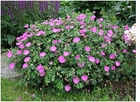 10 x Geranium sanguineum 'Max Frei' (Winterhart/Stauden/Staude/Mehrjährig/Bodendecker) Blut Storchschnabel - Kompakt, leuchtend und unermüdlich blühend - Tolle leuchtende Blüten - von Stauden Gänge