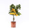 Satsuma-Mandarine Baum 70-100 cm – Citrus Unshiu – Winterharte Zitruspflanze mit süßen, kernlosen Früchten – Perfekt für Garten, Balkon & Wintergarten