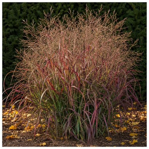 Stauden Gänge 5 x Panicum virgatum 'Squaw' Feuerrote Rutenhirse winterhart | Hohes Ziergras für Sonne, Blüte Juli bis September, mehrjährig, 1 L Topf (11x11 cm)