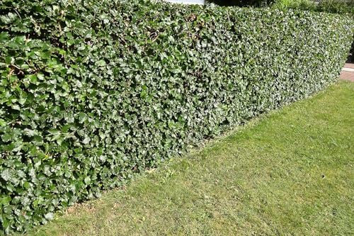 Rotbuchen 50t. 120-150cm Rotbuche Fagus sylvatica Wurzelware Heckenpflanzen heimisch