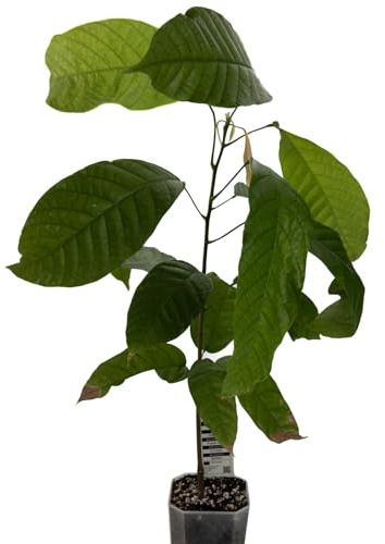 1 árbol de cacao | Theobroma Cacao | variedad Forastero | planta de cacao de semilla de Sudamérica | rara en la UE | planta de interior | árbol de chocolate | planta de cacao en grano