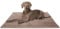 Knuffelwuff Hundedecke Timor 120x80cm Braun - Bequeme und Pflegeleichte Liegedecke aus weichem Cord - waschbar - für große, mittelgroße und kleine Hunde