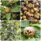 mispel baum samen - mespilus germanica - obst samen, gartendeko für draußen mispelche samen bio saatgut, alte sorten saatgut, hecken sträucher obstbäume, sträucher winterhart blühend 30pcs