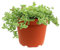 Aptenia Variegata Vera da Esterno – Pianta Grassa Tappezzante in Vaso Ø14 cm – Altezza 30 cm | Sempreverde Facile da Coltivare | Per Giardino, Terrazzo, Bordure o Fioriere (3)
