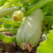 PREMIER SEEDS DIRECT - Italian COURGETTE - Bianca DI Trieste - 25 Finest Seeds