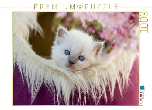 CALVENDO Puzzle EIN Motiv aus dem Kalender RAGDOLLS Impressionen aus der Kinderstube | 1000 Teile Lege-Größe 64 x 48 cm Foto-Puzzle für glückliche Stunden