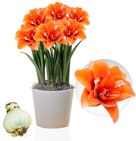 Amaryllis Celica bulbe, 1 pièce grand format 26/30, Exclusif, bulbes, plantes et fleurs de Hollande, Véritables Hippeastrum (pas de graines, cire et non artificiel)
