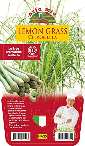 1 PIANTA IN VASO Ø14CM DI LEMON GRASS CITRONELLA ORTOMIO orto