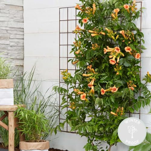 Bloomique - Campsis Radicans Galen - Trompetenblume - Orange - Kletterpflanzen - Gartenpflanzen - Winterhart - 50-70 cm Hoch - Topf 15 cm