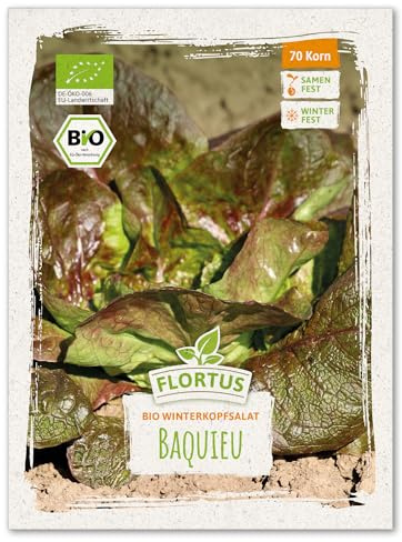 FLORTUS – BIO Winterkopfsalat Samen Baquieu – Kopfsalat Samen zur Anzucht für Garten, Balkon, Küche & Fensterbank – Wintersalat mit höchster Bioqualität & ohne Gentechnik (20 Korn)