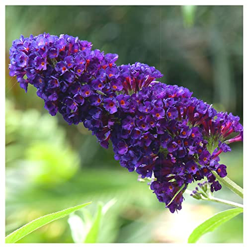 1 Buddleia davidii 'Black Knight' in 2L Pot Buddleja Butterfly Bush 3fatpigs®