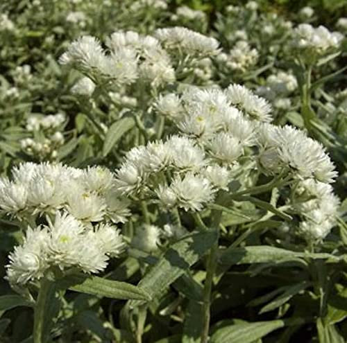 Perlkörbchen Silberregen - Anaphalis triplnervis - lebende Gartenpflanze aus den Baumschulen