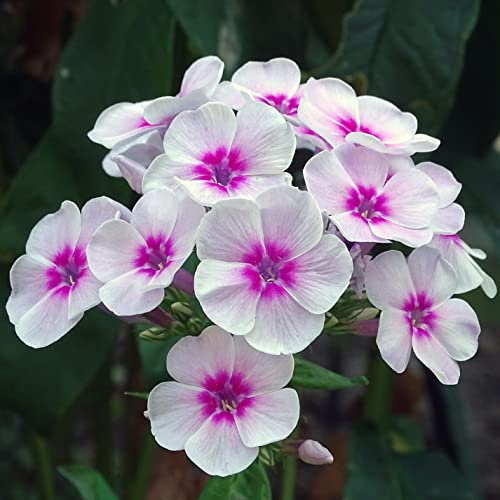 12 unidades o 1 m² Phlox Paniculata 'Europa' - Phlox Paniculata 'Europa' Maceta 9x9 cm