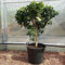 SAVINI VIVAI Navellina Navellina Oranger agrume en pot de 70 cm hauteur 180-200 cm 16-18 ans, raffinement,