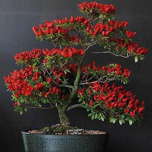 100 Unids Red Trinidad Moruga Scorpion Chilli Pepper Seeds Bonsai Plantas Vegetales Semillas para Plantar Jardín Semillas de chile rojo 100pcs