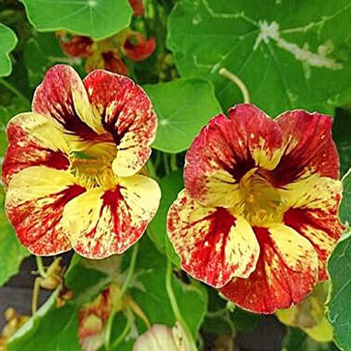Nasturtium Ice Cream Sundae Edible Flower Seeds - 'Tropaeolum nanum' - 10 Seeds