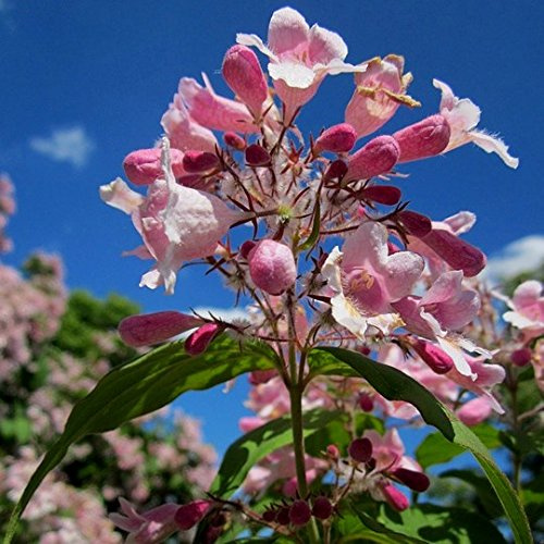 Perlmuttstrauch Kolkwitzia amabilis Pink Cloud, rosa duftende Blüten ca. 30-40 cm, im 3 Liter Topfballen