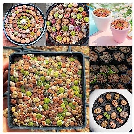 400 Piezas Semillas De Piedras Vivas Lithops, Semillas Suculentas Raras Semillas Suculentas, Cultivo De Plantas, Plantas Verdes Plantas Exóticas Resistentes Semillas Suculentas Resistentes,