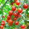 Tomatensamen Red Currant 10 Stück - pflegeleichte Wildtomate