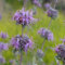 80 graines de fleurs de sauge fraîches