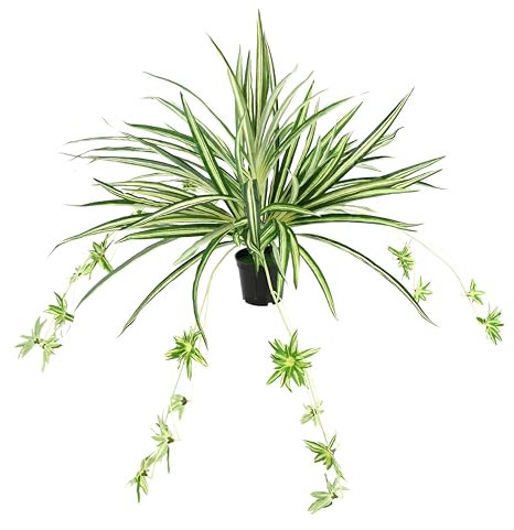 Künstliche Zimmerpflanze Grünlilie im Topf Chlorophytum Wasserlilie Spinnenpflanze Spinnenlilie Hängepflanze Kunstpflanze Hängend Plastikpflanze Unechte Hochzeit Deko Seidenpflanze Seidenblume