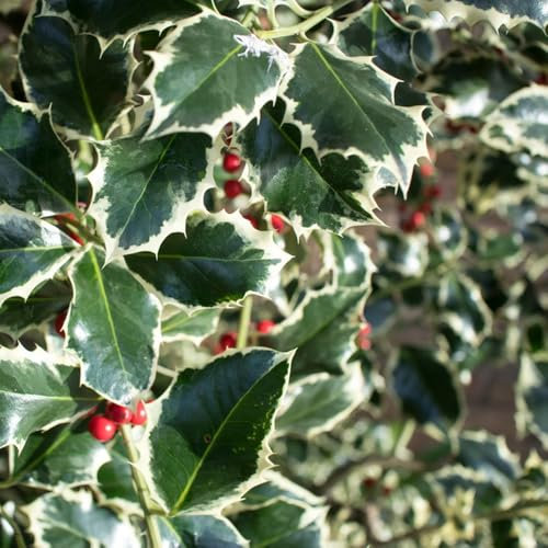 150 pcs Stechpalme Pflanze Samen, bäume kaufen, exotische pflanzen samen Holly, Ilex aquifolium, winterharte stauden dauerblüher, stauden geschenke für gartenliebhaber plant exotische
